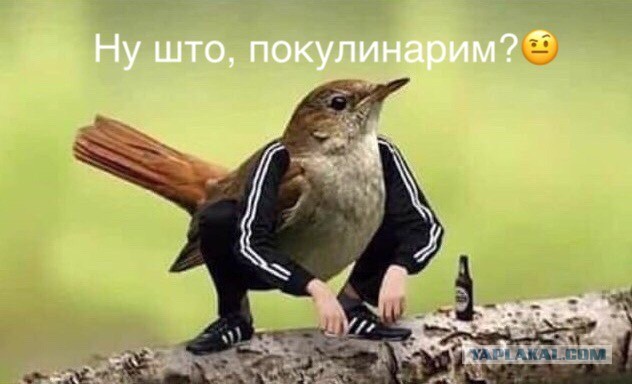 Коротко о ЯПлакал в картинках