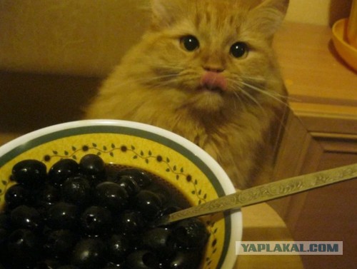 Мой кот - идиот!