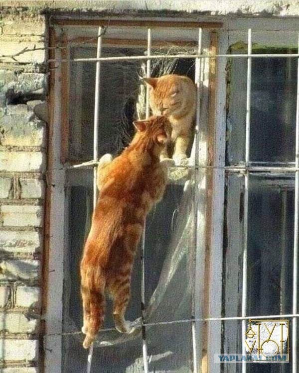 Коты, которые спят где попало и как попало