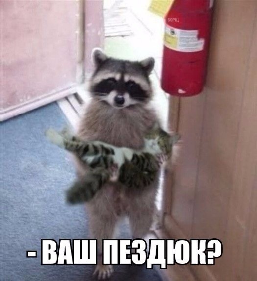 Подборка енотов