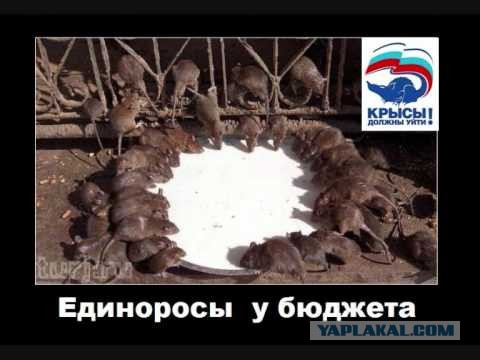 Что происходит, когда у Единой России меньшинство в думе.