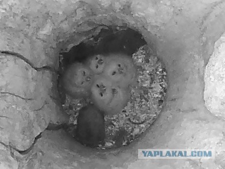Совы! Наследие кабанчиков )