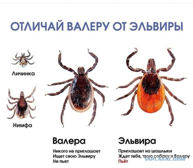 Погулял в лесу