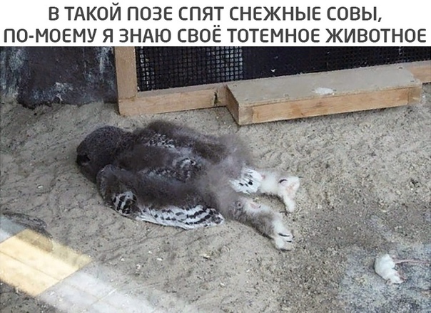 Аморальная деградация