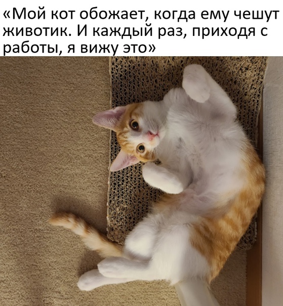 Картинки и мемы для настроения 23.11.2021