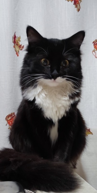 Котовторник 11.01.22