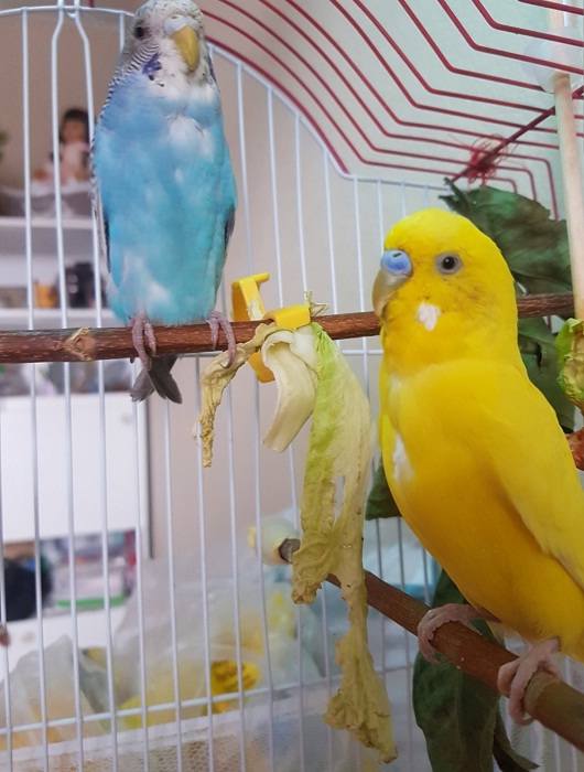 Нос