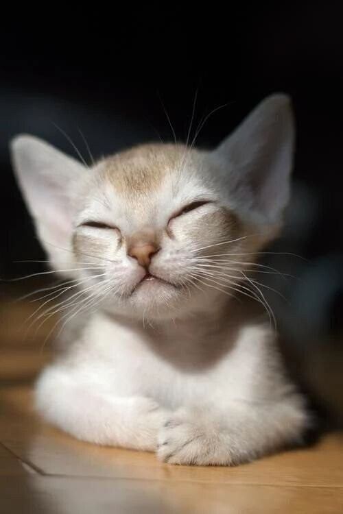 Котовторник