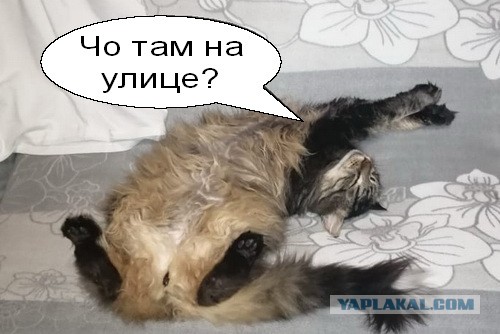 Сегодня всемирный день кошек!