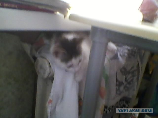 Котовторник 09.04.2013