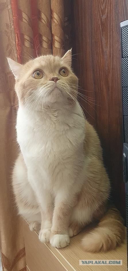 Кошкопортрет
