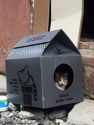 Стамбульские котики
