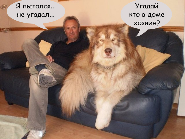 Маламут!