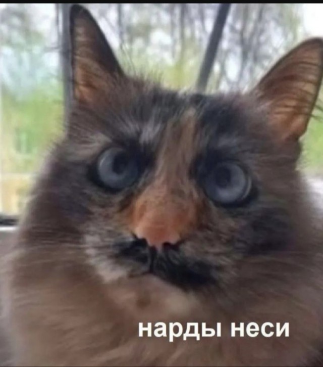 Турецкий кот.