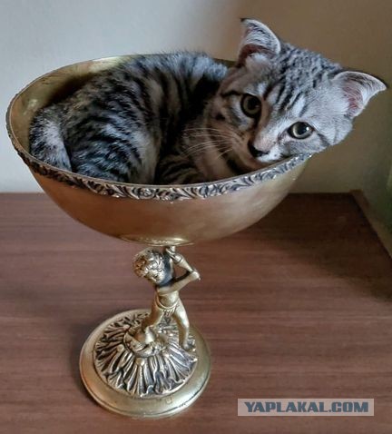 Котовторник