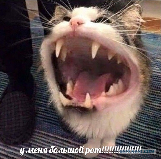 К котовторнику: подборка картинок-баянов с котиками и про котиков. Выпуск 43.