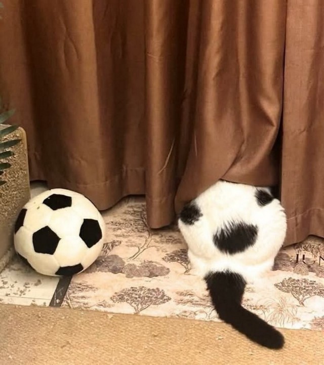 К котовторнику: подборка картинок-баянов с котиками и про котиков. Выпуск 44.