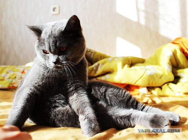 Котовторник 04.03.2014