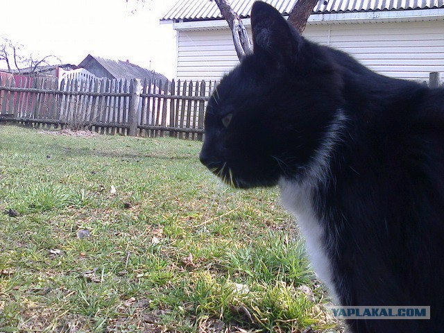 Котовторник 6.05.2014