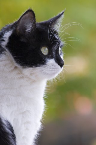 Котовторник 22.07.14