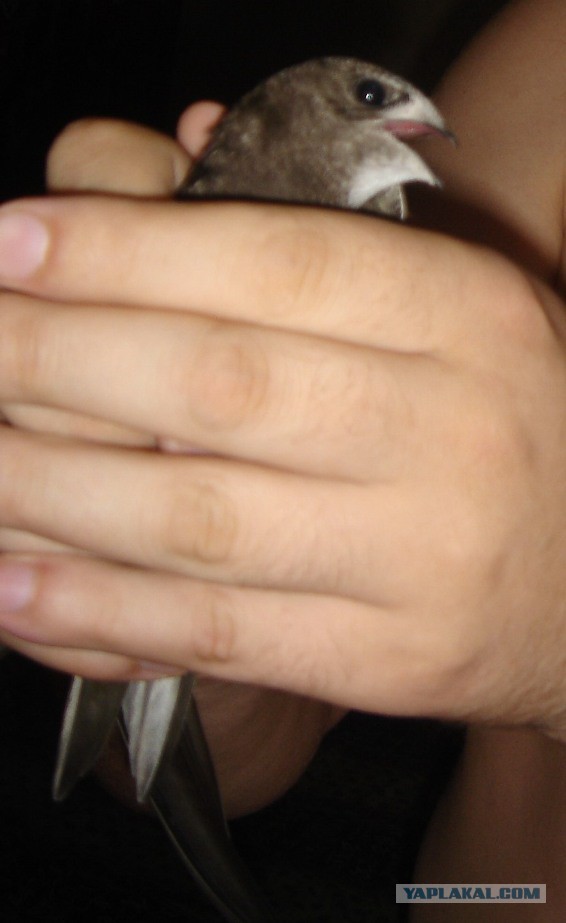 Как мне птицу удалось спасти.