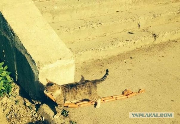 Веселые картинки.