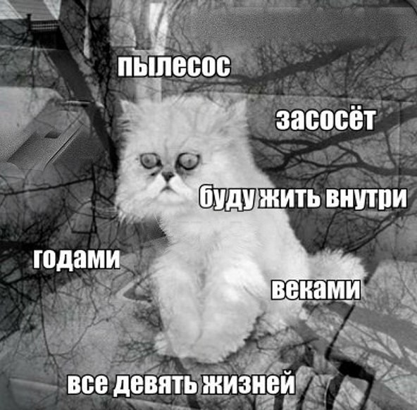 Кастрация кошек и котов