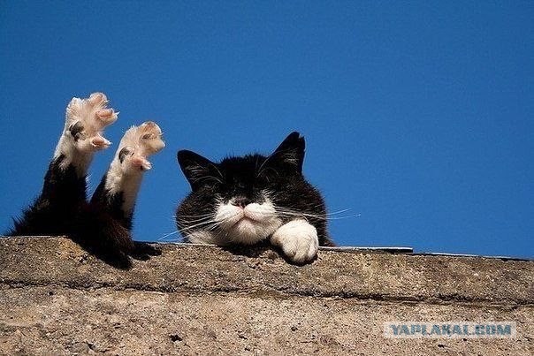 Уездные коты и кошки