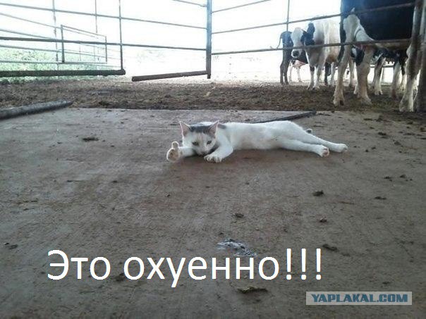 Буду ставить очень огромную  ДЖАКУЗИ!