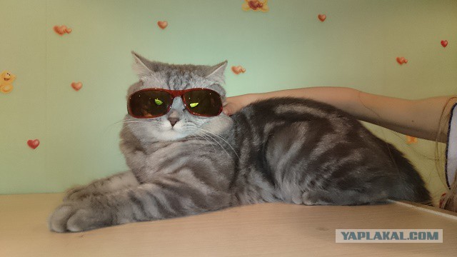 Котовторник 06.10.2015