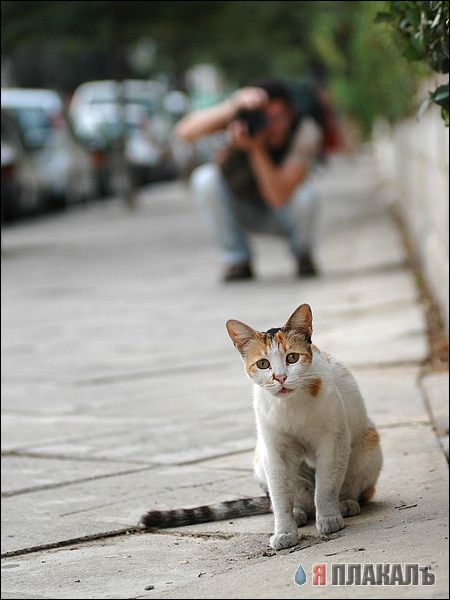Коты, кошки, котята