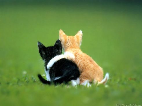 Коты, кошки, котята