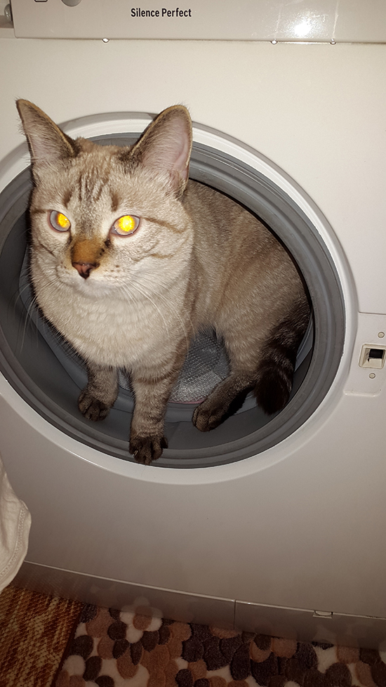 Котовторник  01.03.2016