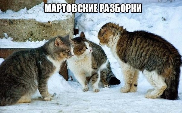 Подборка картинок 29.02.16