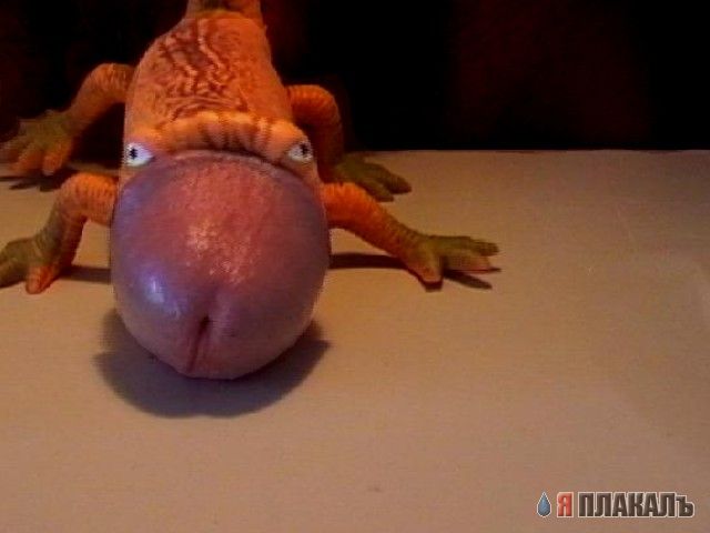 Динозавры , драконы