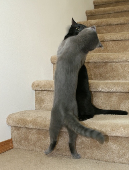 А вот и котовторник!