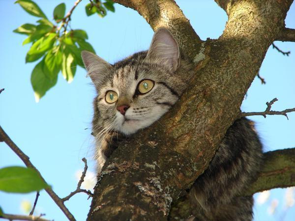 Коты из сети