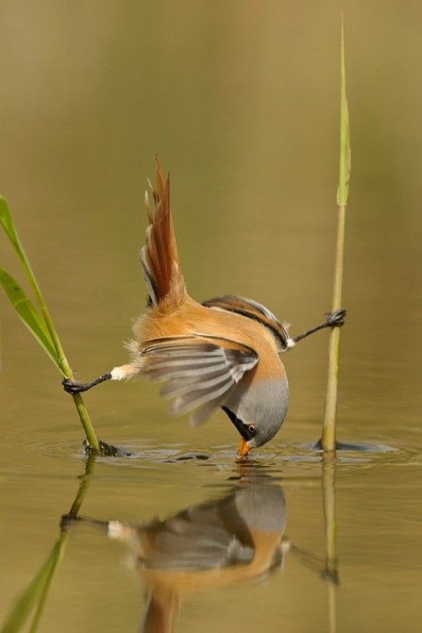 Самые смешные животные
