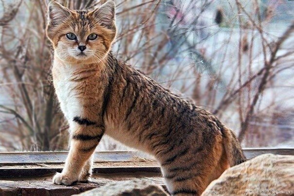 Самые смешные животные