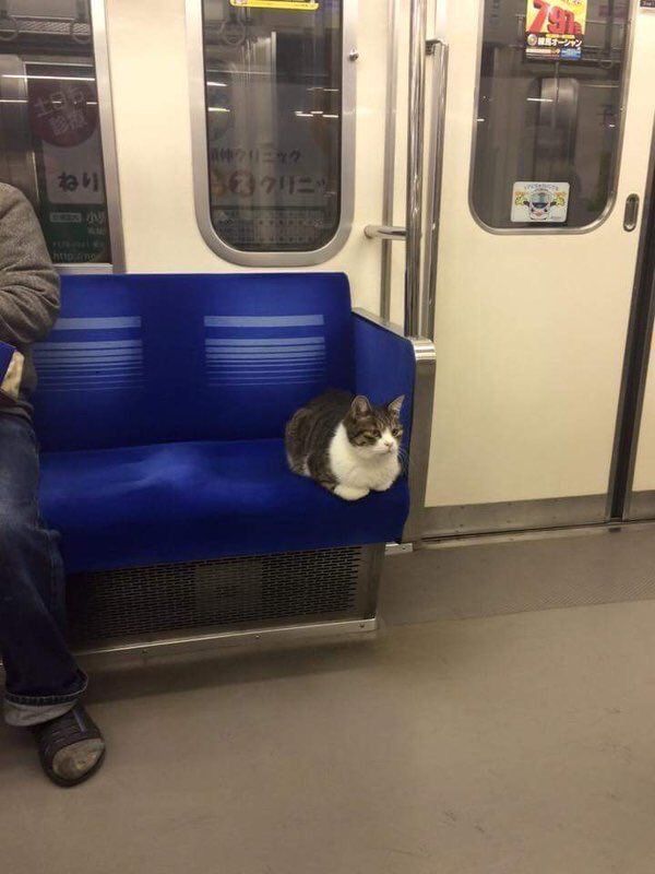Коты и Кошки
