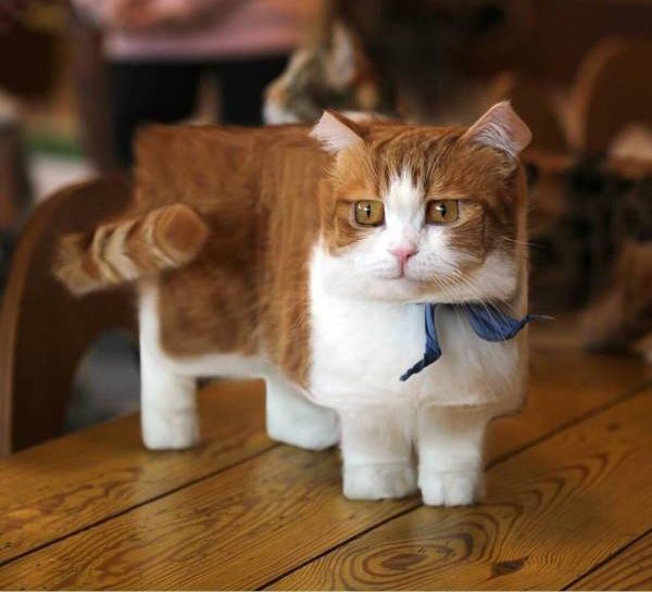 Коты и Кошки