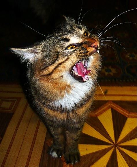 Коты и Кошки