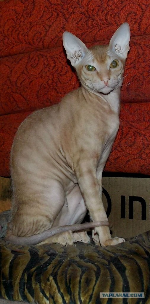 Котята моей кошки (коротенькое видео).