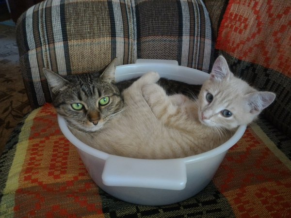 Коты и Кошки