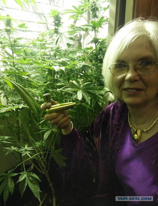 Бабушки с марихуаной ухаживать за дикой коноплей