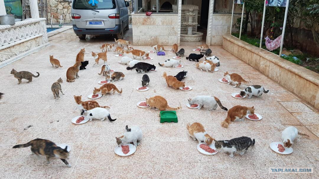 Турецкий город прославившийся кошками. Кошачий приют. Сирийская кошка. Большой приют для кошек.