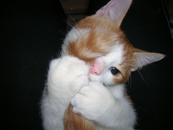 Котомет на вторник 08.04.08