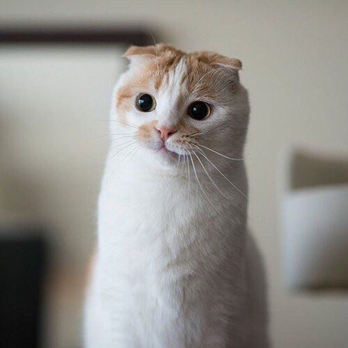 Немного милоты