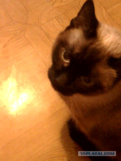Котовторник на 03.02.2009