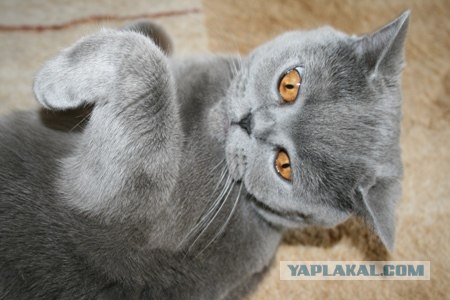 600 красивейших кошек мира